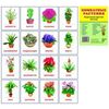 Демонстрационные картинки Супер. Комнатные растения. 16 раздаточных карточек с текстом