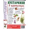 Кустарники в картинках. Наглядное пособие для педагогов, логопедов, воспитателей и родителей