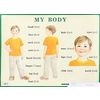 Строение тела человека. My body. Наглядное пособие на английском языке для начальной школы