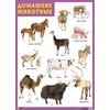 Домашние животные. Плакат