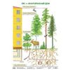 Лес - многоэтажный дом. Плакат