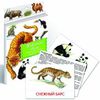 Дидактические карточки. Животные Азии
