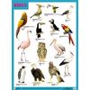 Плакат BIRDS (Птицы)