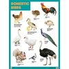 Плакат. Domestic Birds (Домашние птицы)