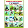 Перелетные птицы Росии. Плакат