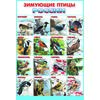 Зимующие птицы Росии. Плакат